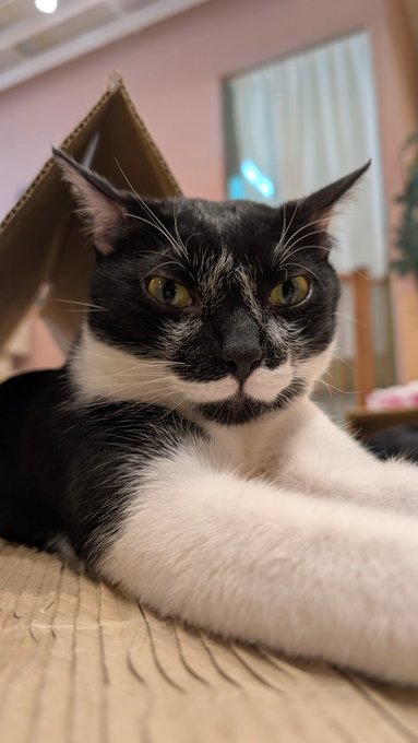 いつもの猫カフェCateriamさん(@cateriam_airou )です、皆も行こうや 