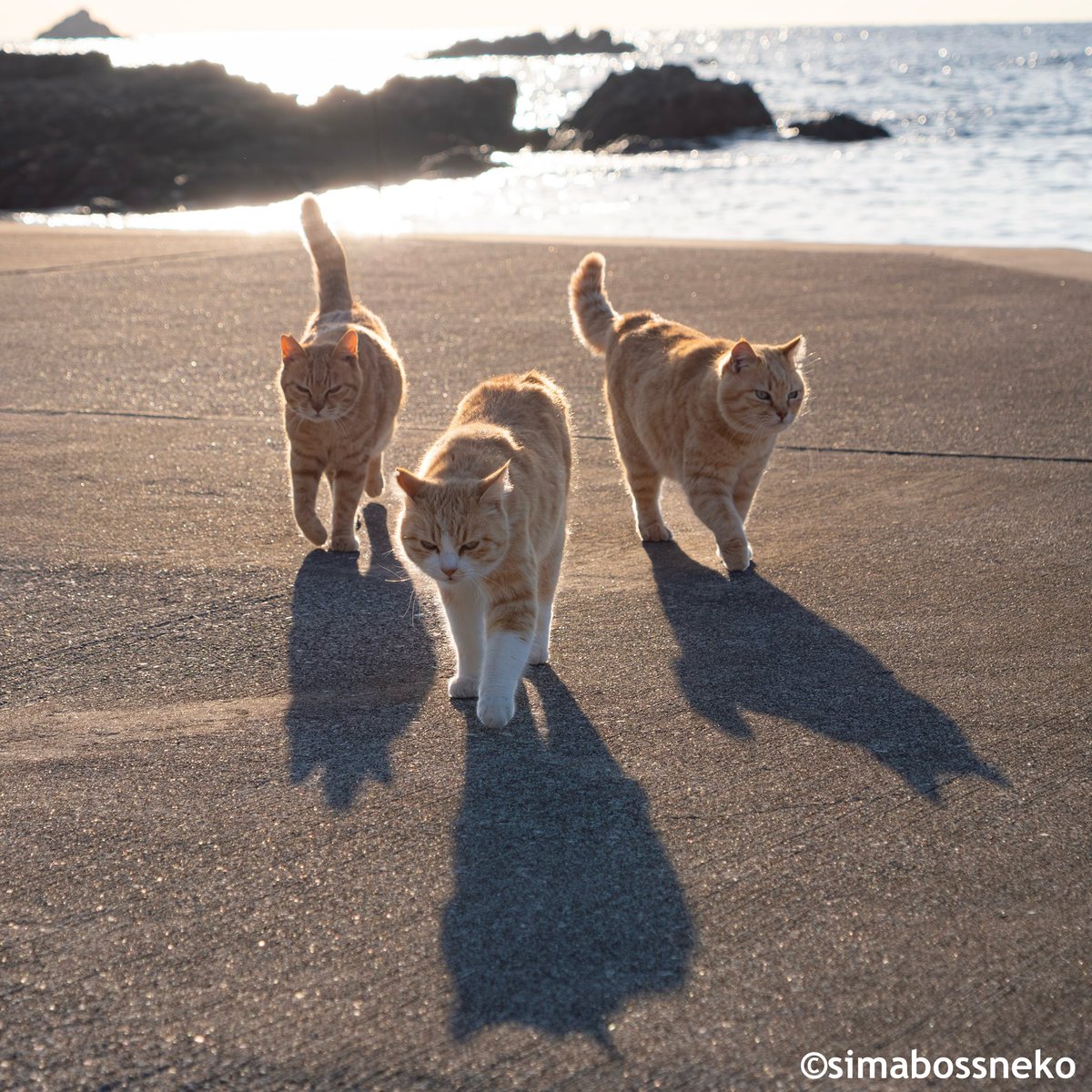 The Three Musketeers✨
いざ行かん🐾

#threemusketeers #猫 #cat
