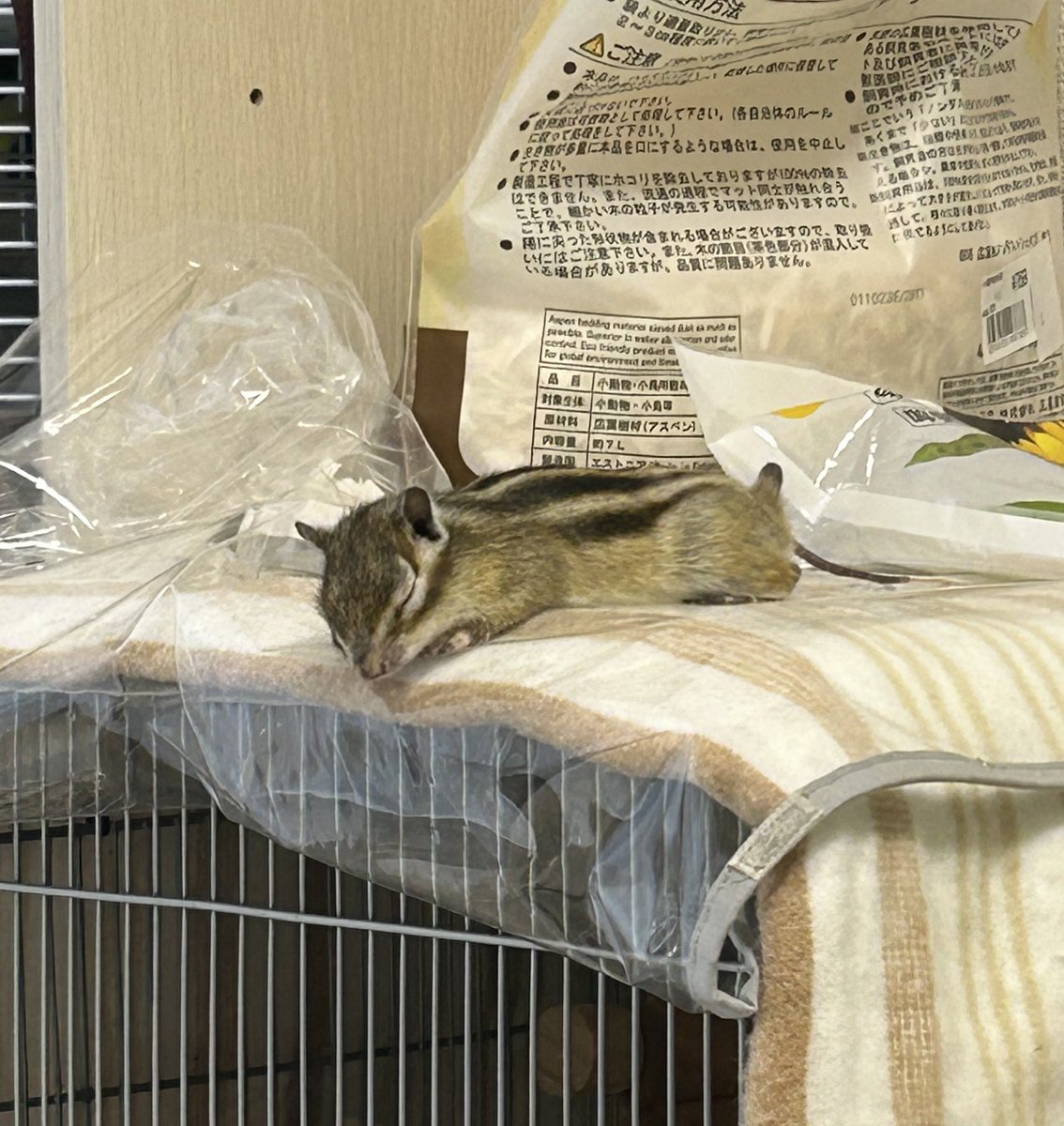 一瞬だけ鞄持ってもらうつもりで
預けただけなのに
しっかり肩にかけて
そのまま持っててくれた笑

シマリスも飼ってるんだけど
可愛すぎて2人とも毎日メロメロෆ  ̫ ෆ