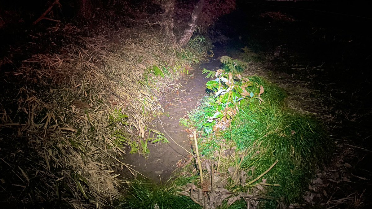 埼玉、低地トウキョウサンショウウオの観察
去年は2月下旬でしたが今年はかなり遅い感じ🦎
まだ産卵を終えてない子もたくさん居ました。
#トウキョウサンショウウオ
#トウキョウサンショウウオ埼玉