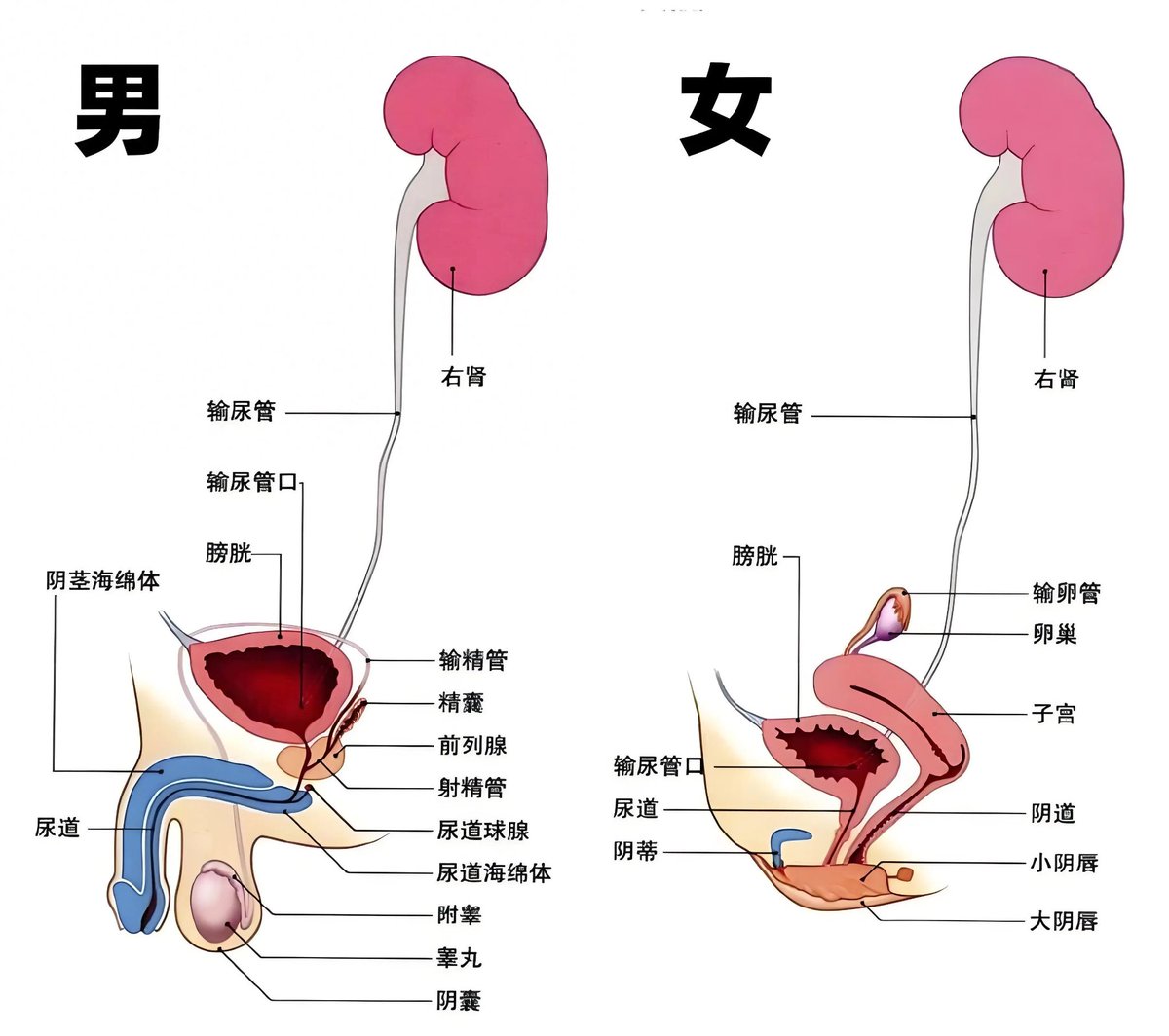 VIT8Ww6Y12SQj09's tweet photo. 憋尿为什么会产生快感？

从神经牵连、肌肉位置、心理暗示三个方面科普，揭开憋尿带来性快感的原因

从憋尿危害、膀胱安全两个方面提示，强调量化的重要性，目的是规避憋尿的风险

耐心看完一定会有收获，转发让大家了解更多知识，正视憋尿xp

#憋尿 #憋尿控制 #憋尿扩容 #尿奴 #排泄控制 #失禁 #尿恋 https://t.co/UYbJiby0lD