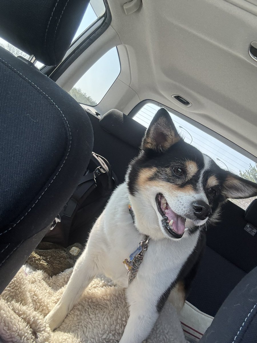 乙女の生誕地
福島県飯舘村に来ました😊
保護されたであろう、長泥地区にも行ってお散歩してきたよ！13年ぶりの凱旋です🫡🫡
故郷に錦を飾ったどー！