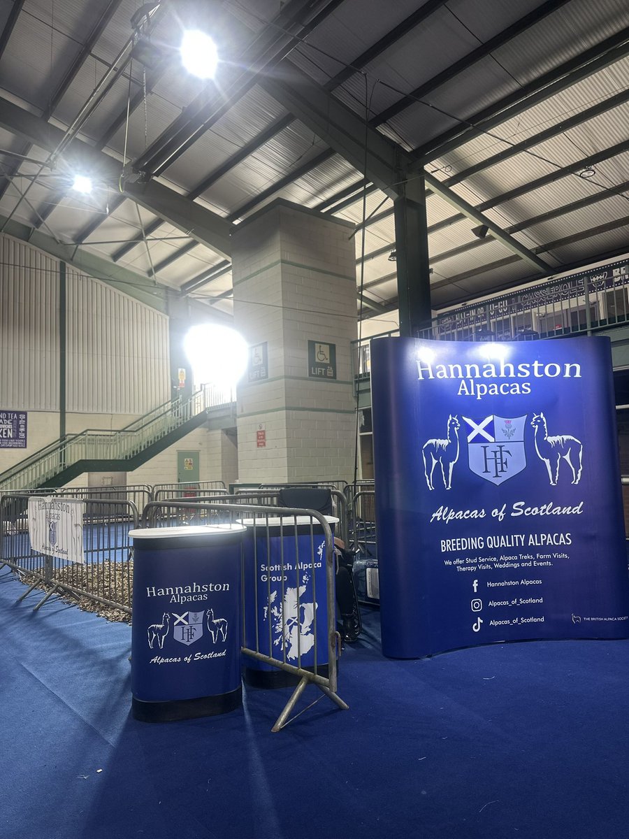 AlpacasScotland's tweet photo. All set up and organised for the biggest alpaca show in Europe! Looking forward to seeing everyone and good luck everyone! 
💛💙🦙 https://t.co/lM1UFTX1LI