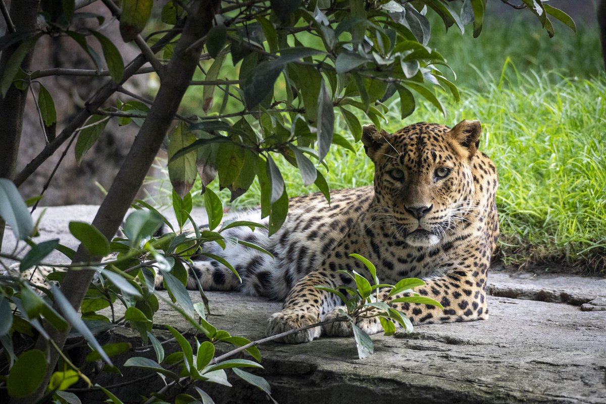AntonianosVal's tweet photo. 🌿💔 ADIÓS A INÉS, LA PRECIOSA Y QUERIDA LEOPARDA 💔🌿
📍 @Bioparc despide a Inés, un símbolo de belleza y fiereza.
Con 18 años, esta majestuosa #leoparda ha sido un referente en la conservación del leopardo de Sri Lanka (Panthera pardus kotiya). https://t.co/9lehfZGNg5