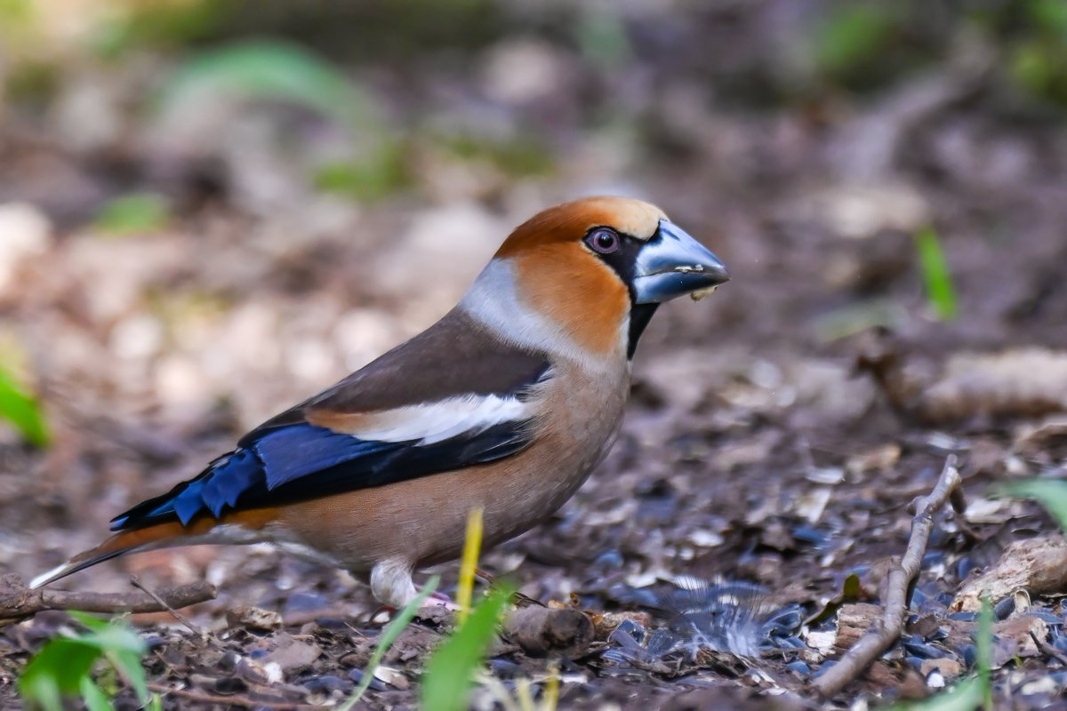 Frank Sengpiel 👨🏼🔬🧠🌵🦋🦉🦊🌺 tweet media