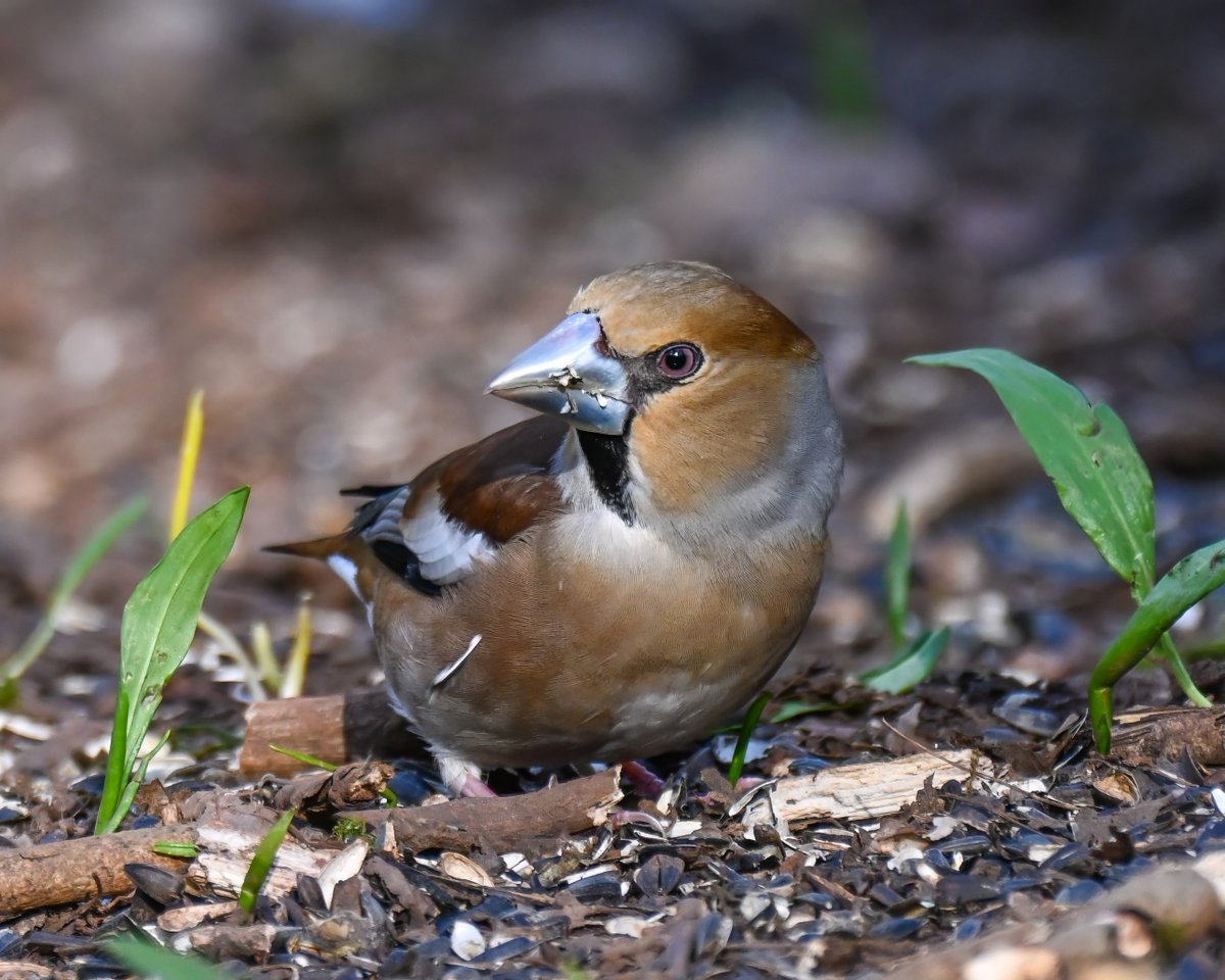 Frank Sengpiel 👨🏼🔬🧠🌵🦋🦉🦊🌺 tweet media