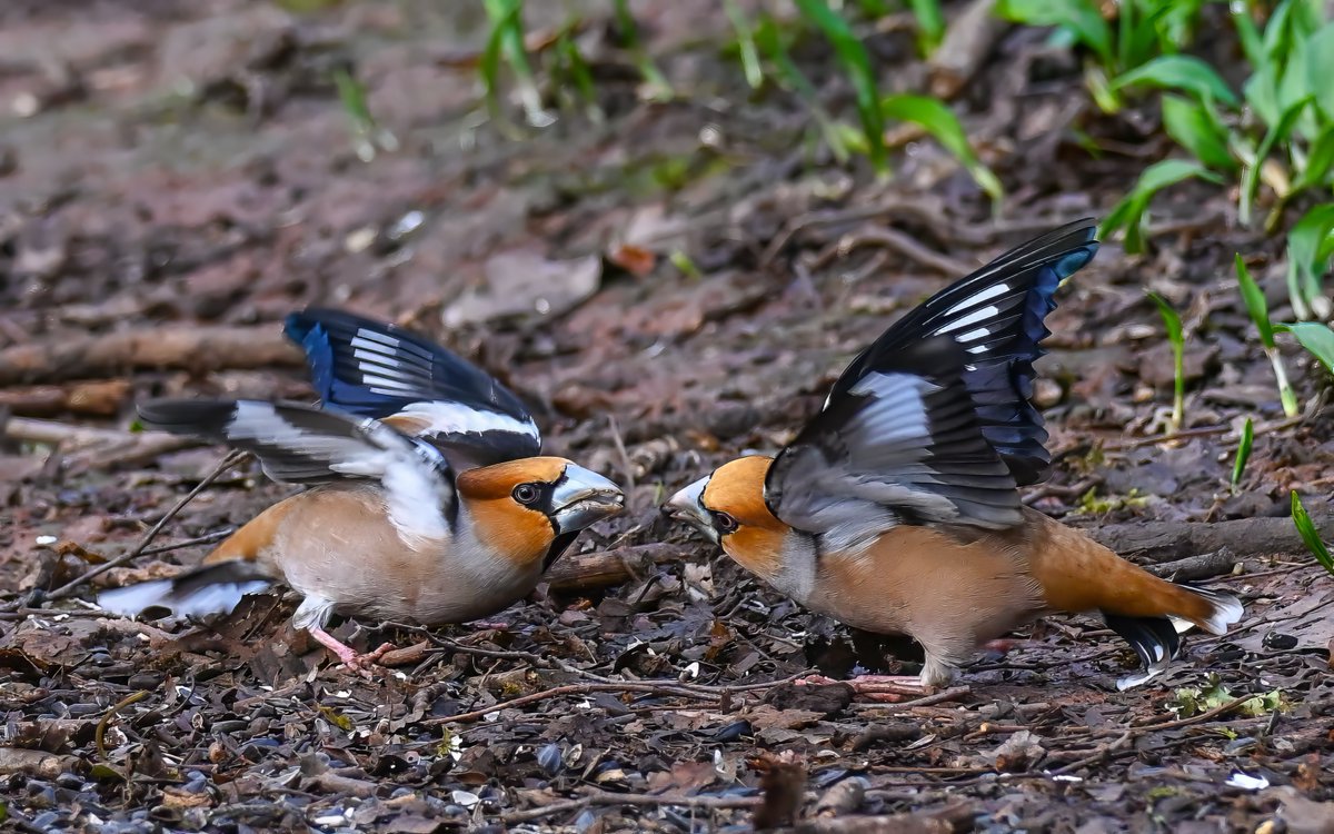 Frank Sengpiel 👨🏼🔬🧠🌵🦋🦉🦊🌺 tweet media