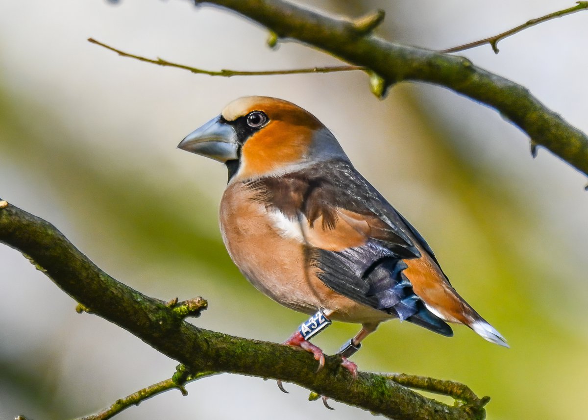 Frank Sengpiel 👨🏼🔬🧠🌵🦋🦉🦊🌺 tweet media