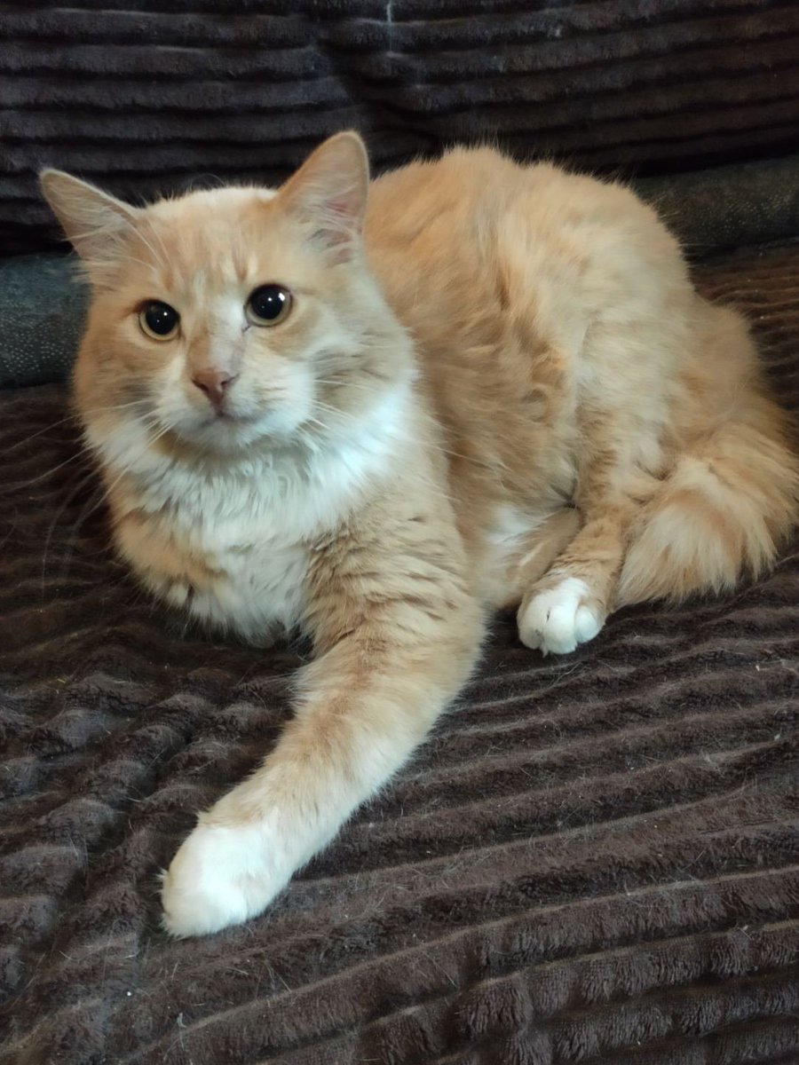 Здравствуйте! Персик прекрасноликий вас приветствует в эту пятницу!👋😻❤️-Жму ваши дружественные лапы помощи!🤝-как бы говорит он. А мы вас обнимаем с благодарностью!🫂