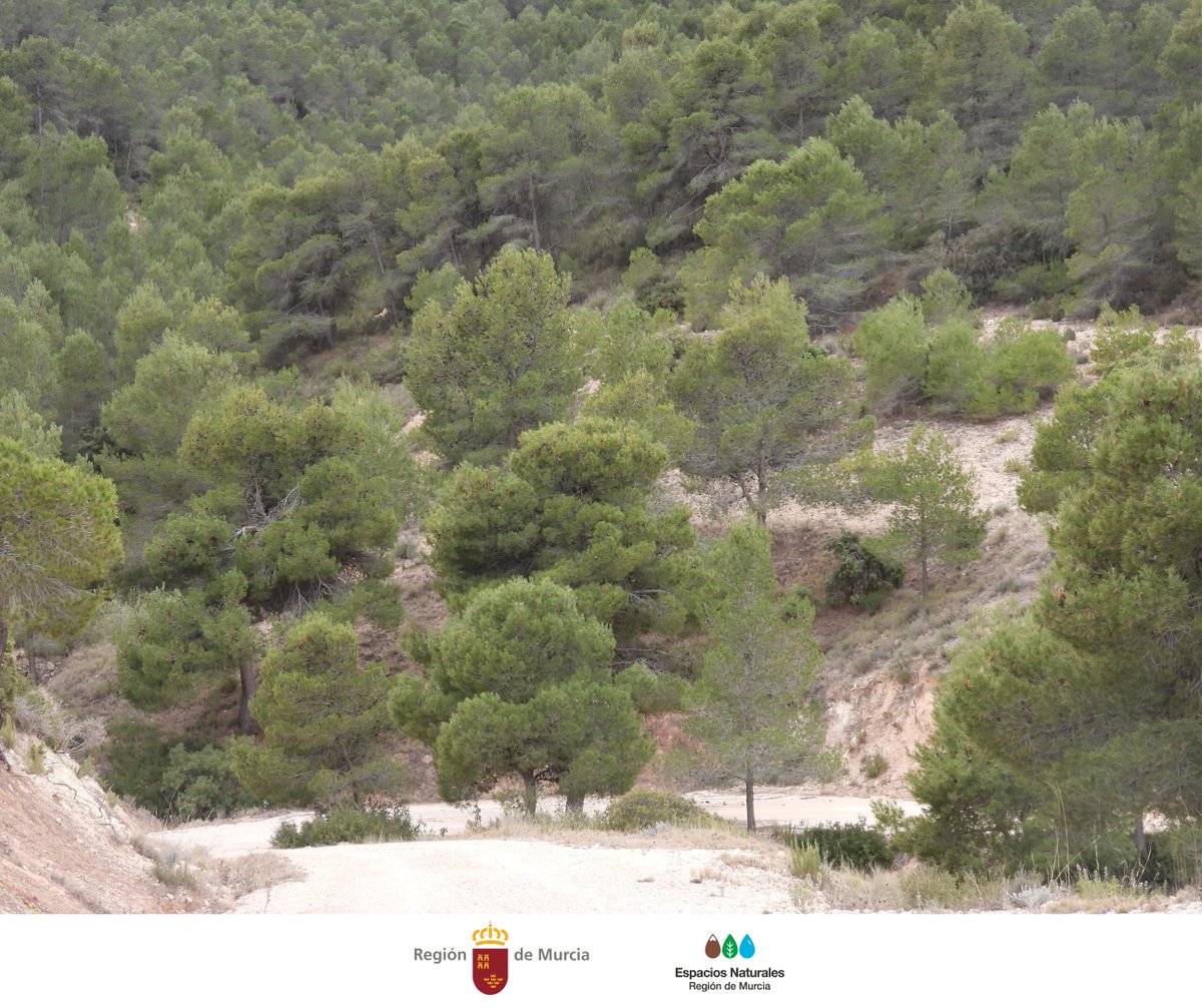 En 2025 celebramos el papel vital de los #Bosques en nuestra #Alimentación, #Biodiversidad y #Clima 🌿 🌎

¡Cuidémoslos para un #FuturoSostenible! 🌱 💚

#DíaInternacionalDeLosBosques #IntlForestDay #AcciónClimática #Naturaleza #Bosque #Árboles #Salud #Conservación #Conciencia