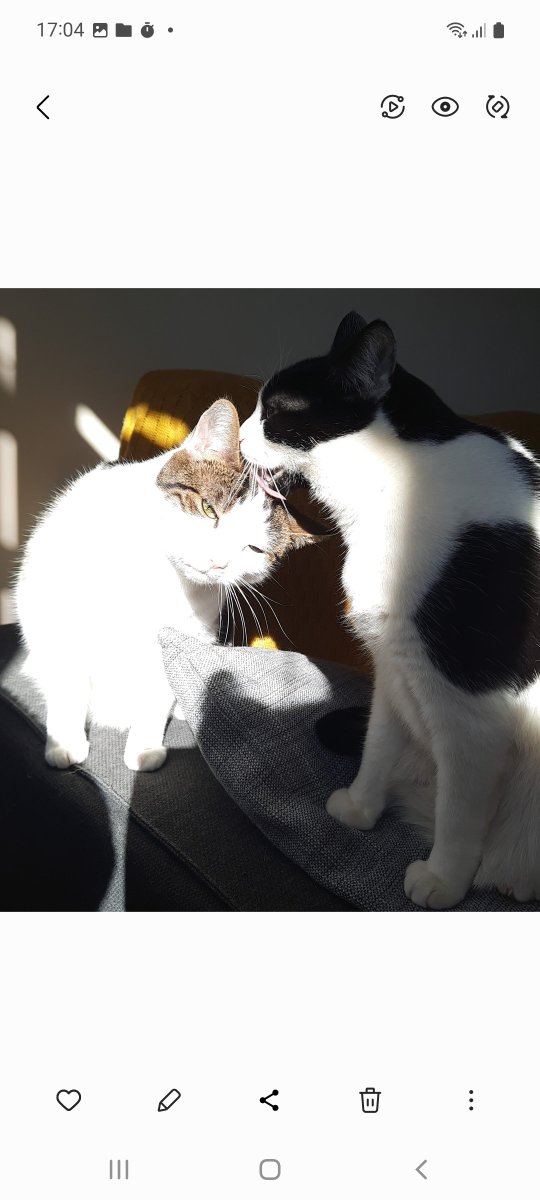 LauraHarding82's tweet image. #catoftheday @SusanCalman Scoops and Scraps  #catsoftheday #CatsOfTwitter