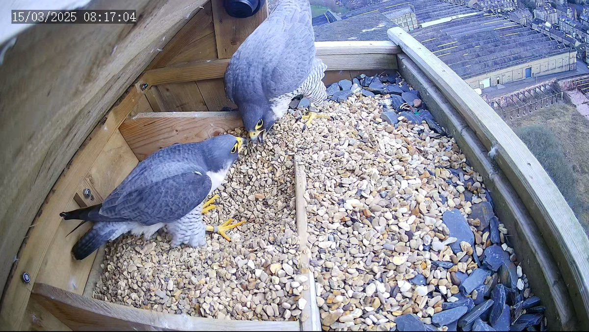 It looks like love is in the air at Lister Mill in #Bradford! ❤️

Our peregrine pair are starting to show courtship behaviour and the female has laid a scrape in the nest box, where she may lay some eggs. 

You can watch the livestream here 👇

bradfordperegrines.com/listermills