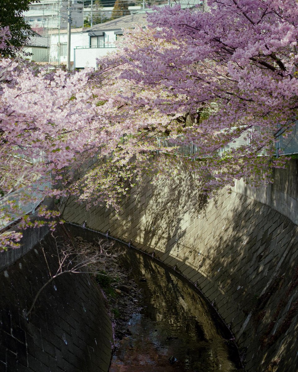 meow_photo's tweet image. 