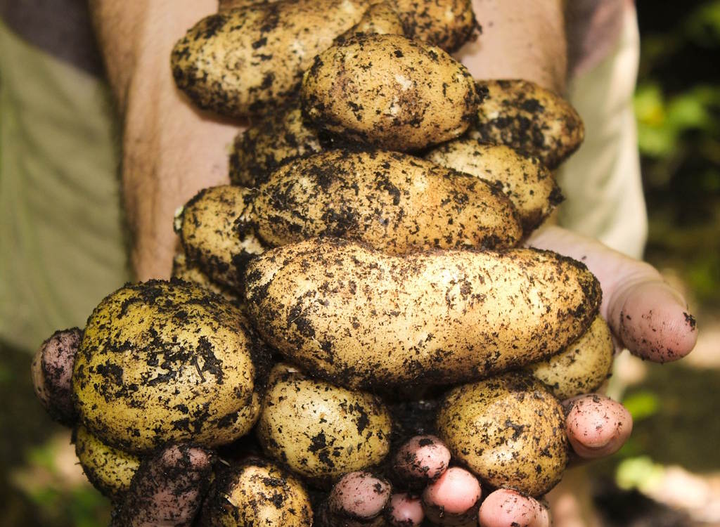 Classic chat from <a href="/Kenthegardener/">Ken Crowther</a> and <a href="/FlowerdewBob/">Bob Flowerdew</a> 

The best variety of #potato 🥔 in Bob's opinion for #chips? Cosmos and make sure you double fry them! 🍟

Bob's books on #organicgardening are out now

Watch online now 👉 bit.ly/41Mgpgp

#GardeningX #gardening