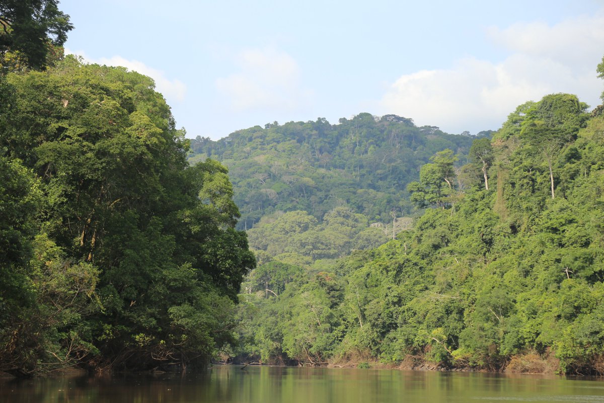 Happy #InternationalDayofForests! 🌳 Over 1 billion people depend on forests for their livelihoods. Forests purify water, clean air, capture carbon, and provide food &amp; medicine. Let’s protect and restore them for a healthier future. 🌍 #ForestDay #Deforestation #foodsecurity