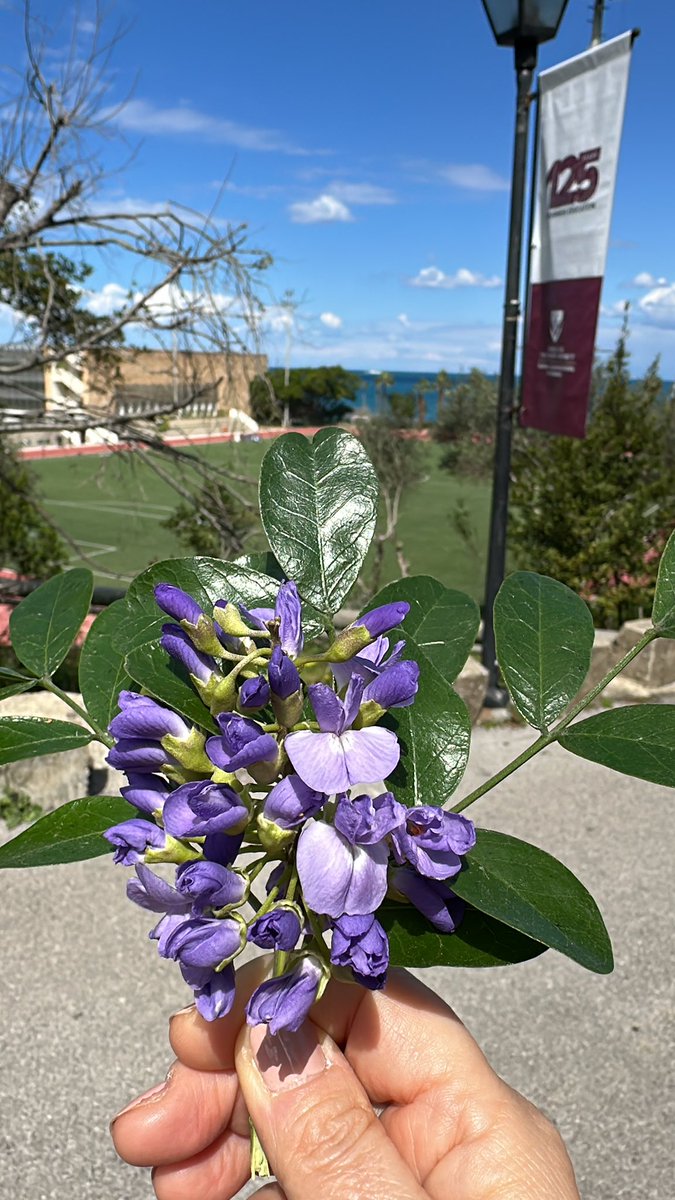 Lina Tannir (@ltannir) on Twitter photo On this Mother’s Day our <a href="/AUB_Lebanon/">American University of Beirut</a> campus spreads its divine scent celebrating all of you mothers out there 🌷 On this Mother’s Day our <a href="/AUB_Lebanon/">American University of Beirut</a> campus spreads its divine scent celebrating all of you mothers out there 🌷