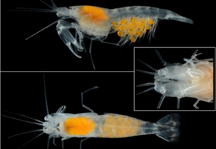 Two #newspecies of the genus Salmoneus Holthuis, 1955 (#Dacapoda: Caridea: Alpheidae) from the Western Pacific 
mapress.com/zt/article/vie… 
#Taxonomy