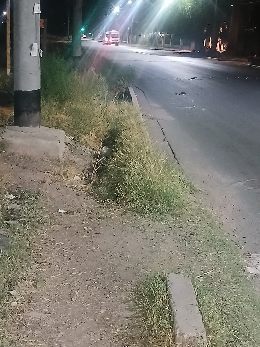 luceronnatalia's tweet photo. Buen dia @lasherasmza en la parada esq Ilalnes &amp; Almirante Brown . Acá cerquita , los yuyos miden 1 metro..
@mnvadillo @lasherasmza @mdzol https://t.co/FbktfGu8xR