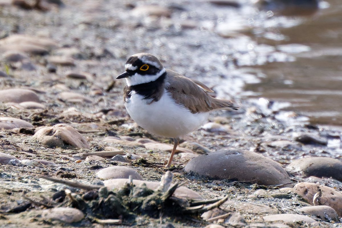 Michael80798575's tweet image. Little Ringed Plover on Forge Mill Lake sandwell Valley seen from the hide @Natures_Voice @RSPBbirders @RSPBEngland @RSPBSandwell @WestMidBirdClub @BBCSpringwatch #Plover
