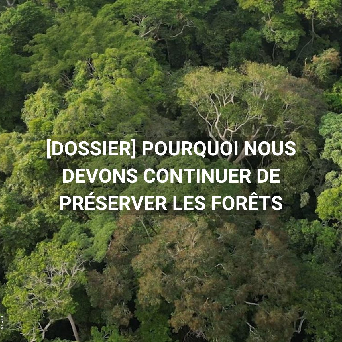 🌳Journée mondiale des forêts #JIF2025 : pourquoi les préserver, quel est leur rôle ?

Découvrez notre dossier avec plusieurs articles pour mieux comprendre les enjeux liés à la préservation des forêts &amp; les solutions mises en œuvre sur le terrain ➡️bit.ly/4bM1BDg