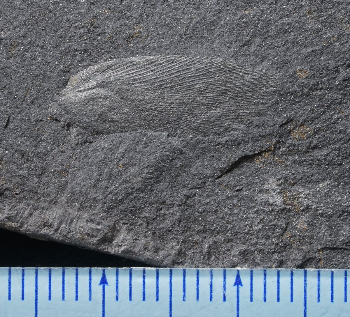 こっちん@アングスティデンス見つけ隊 (@angustidens7) / Posts / X