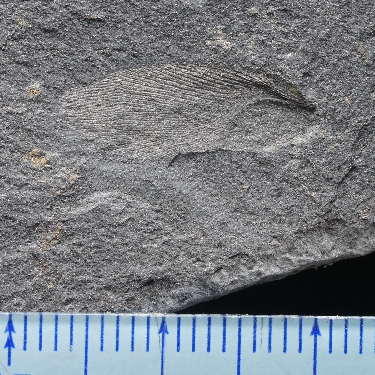 こっちん@アングスティデンス見つけ隊 (@angustidens7) / Posts / X