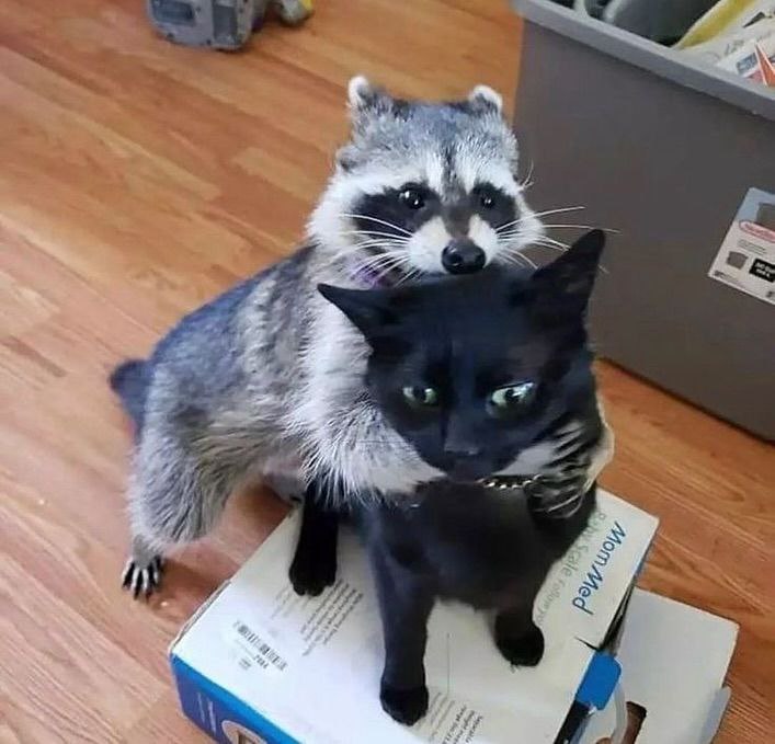 raccoonAuras's tweet photo. https://t.co/WZfjNhqnrh