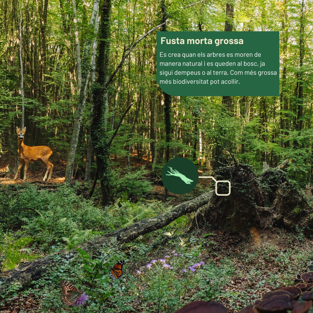 🪵 Fusta morta grossa
El 25% de les espècies forestals depenen de la fusta morta en algun moment del seu cicle vital. Aquesta fusta és l’hàbitat per a fongs , insectes  i altres espècies saproxíliques, i la seva descomposició és clau pel funcionament del #bosc.🍄🐛