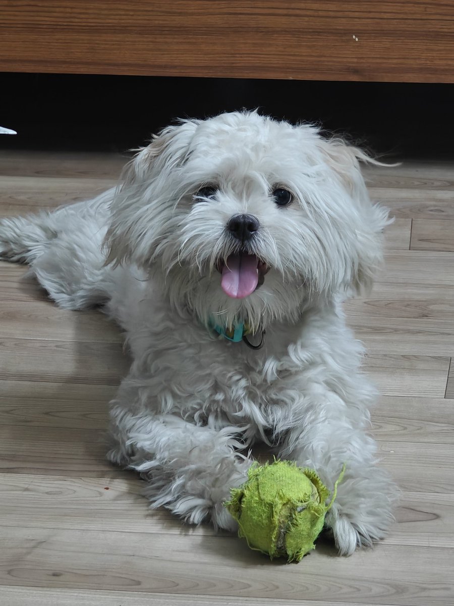 _Hoomandiaries_'s tweet photo. They say happiness can’t be bought… but have you ever seen a doggo with their favorite ball? 🎾🥰 #FetchModeOn #HoomanDiaries https://t.co/fT3cgNHdOd