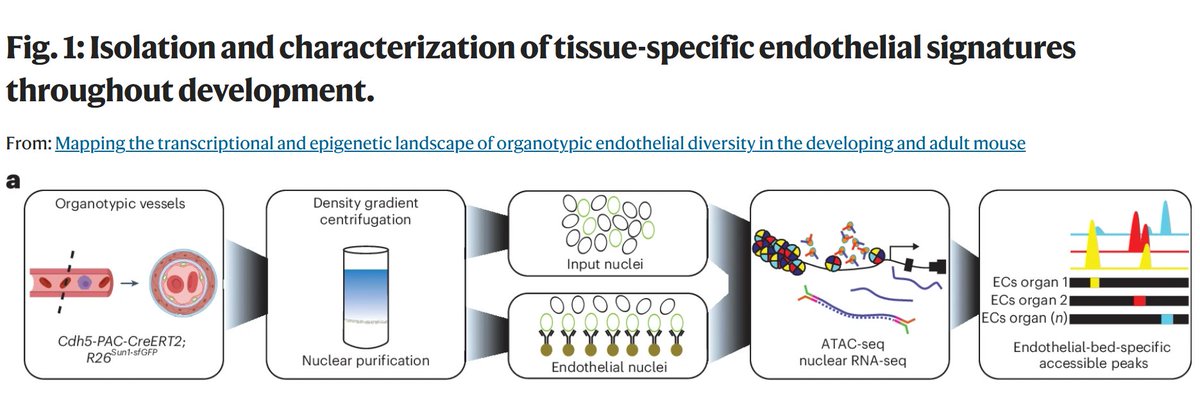 Research | Cantu et al. identify the common and unique transcriptional regulatory networks in the endothelium of six different organs across development and show that these same transcriptional regulators can reprogram endothelial function in vitro.

👉rdcu.be/eet6U