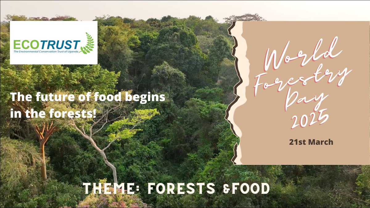 ECOTRUST joins the world in celebrating #WorldForestsDay under the theme: Forests and Food! From nourishing communities to sustaining ecosystems, forests are essential for a greener future. #ForestsAndFood #Sustainability #ClimateAction #Biodiversity #NatureLovers