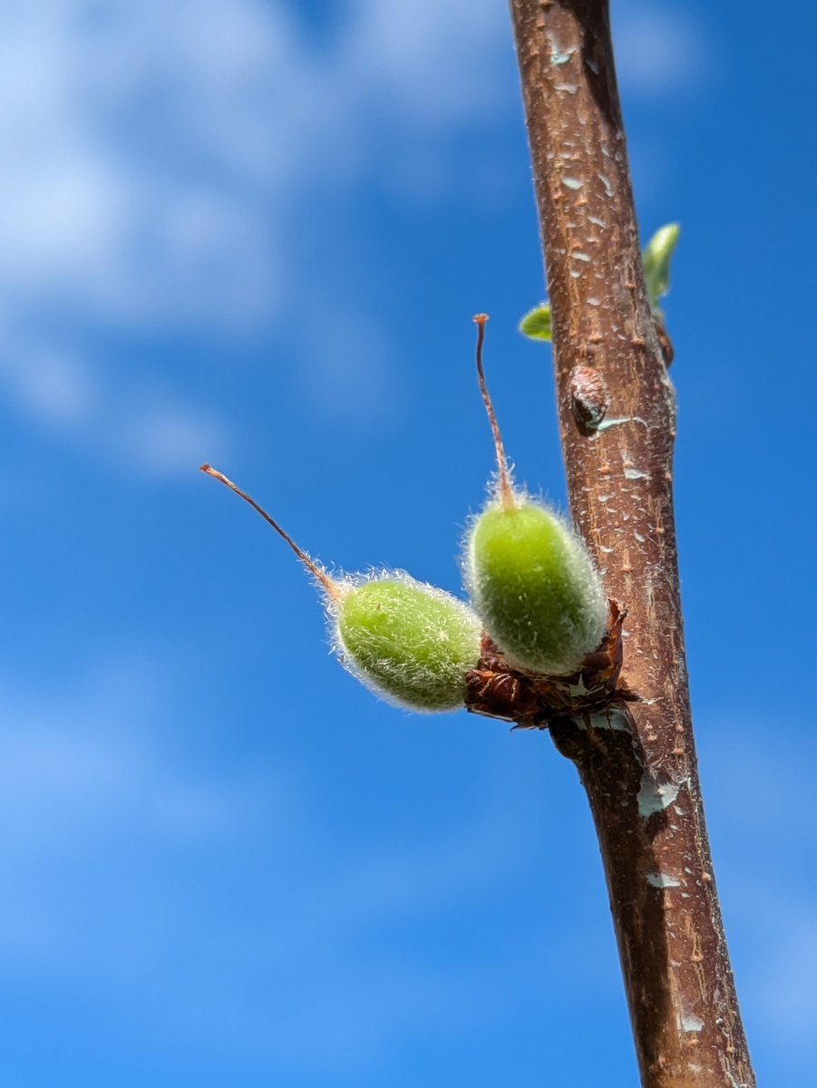 FRUITDIV tweet media