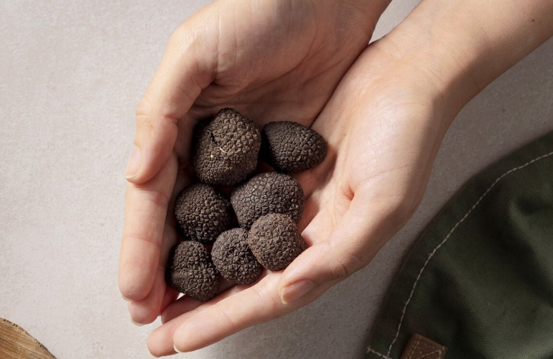 🌰🍽️ ¡Producción récord de trufa negra en Burgos 2024! Casi 5 toneladas este año

🌱Superficie en crecimiento, ya hay más de 700 hectáreas cultivadas

¡No te pierdas la Feria de la Trufa Negra de Covarrubias!
Toda la info🔗bit.ly/4iJTRUy

#TrufaNegra #Burgos #Gastronomía