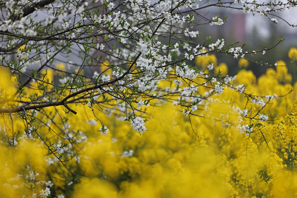 #ChinaCanvas Since March 2025, rapeseed flowers and peach blossoms have bloomed across the Chengdu Jincheng College campus, creating a vibrant and picturesque #spring scene.