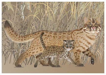 Olga Gonina - Una gata leopardo con el cachorro en su hábitat ift.tt/BEqbmhp #ILLUSTRACIENCIA12
