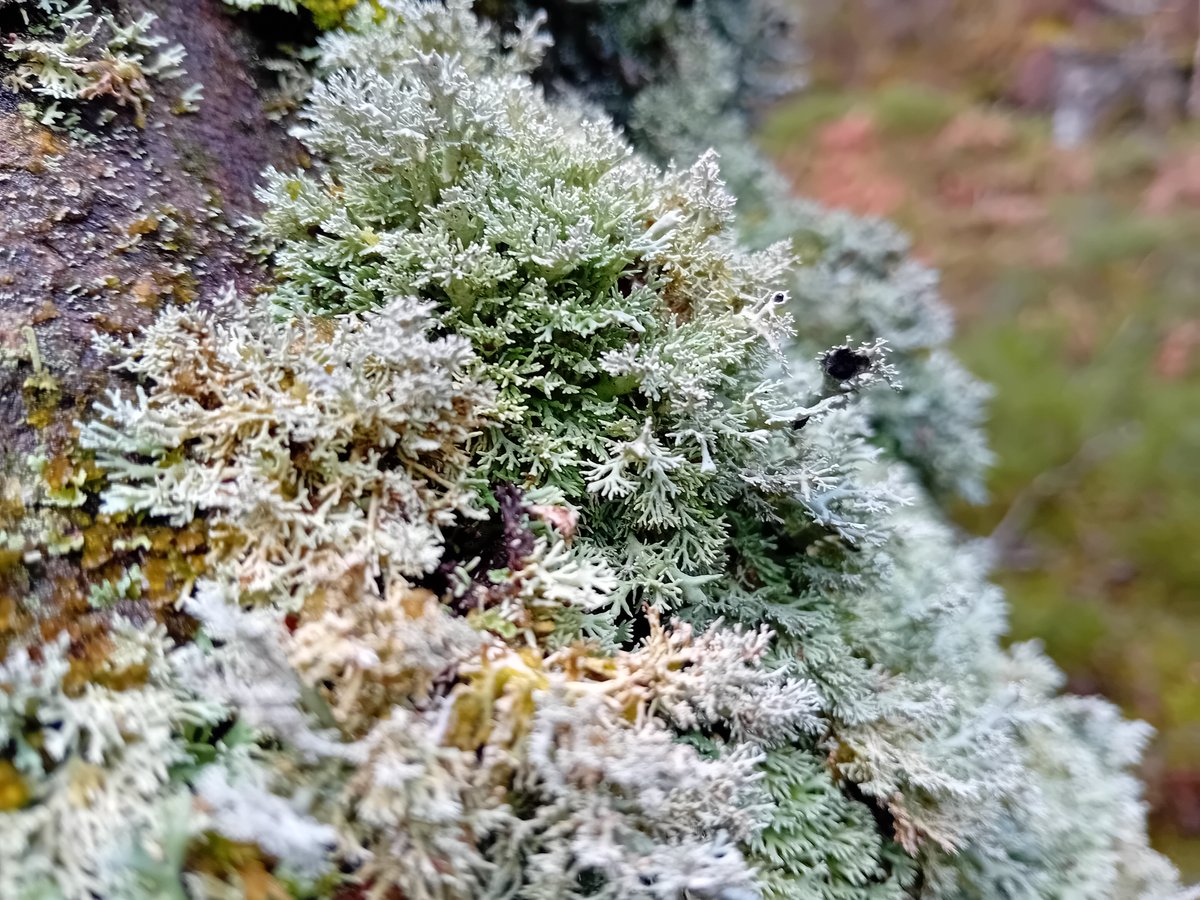 Countryside Trust (@trustinthepark) on Twitter photo Happy #rainforestday from The Great Trossachs Forest <a href="/TheGTF/">GreatTrossachsForest</a> - the epitome of biological diversity.
Wander beneath the canopy looking closely at the tree trunks, deadwood, rocks, ground + the marvellously moist world of mosses, lichens + liverworts that reveal themselves.
2/3 Happy #rainforestday from The Great Trossachs Forest <a href="/TheGTF/">GreatTrossachsForest</a> - the epitome of biological diversity.
Wander beneath the canopy looking closely at the tree trunks, deadwood, rocks, ground + the marvellously moist world of mosses, lichens + liverworts that reveal themselves.
2/3