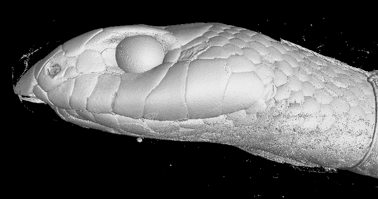 MarionSegall's tweet photo. Je cherche un candidat pour travailler sur l'évolution morphologique et fonctionnelle de la tête des squamates apodes. Le projet implique de la biologie évolutive, des expériences et simulations mécaniques et des bestioles à écailles! @MNHN @UMR_MECADEV 
https://t.co/mD3E3H51kR https://t.co/3T5LL19pNM
