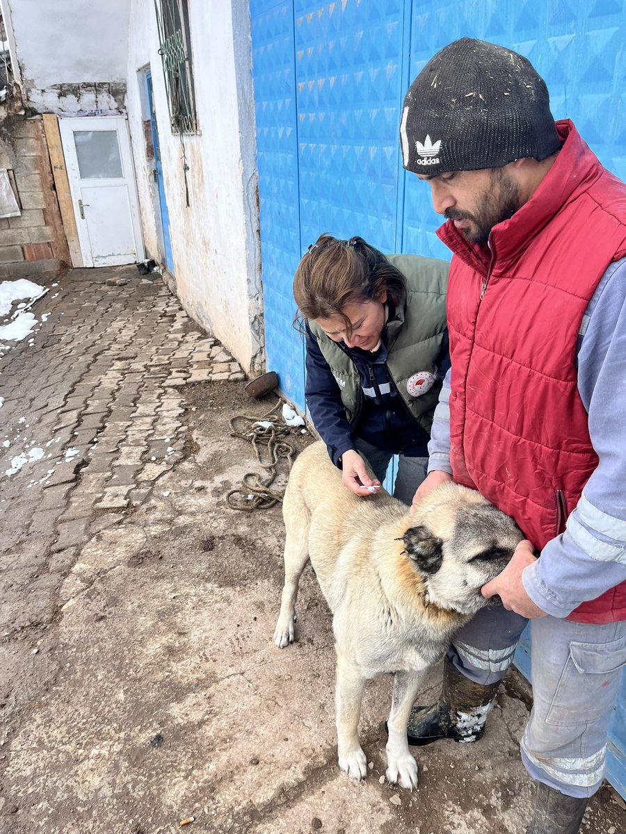 serat_basmaz's tweet photo. Köpeklere Mikroçip uygulaması 🐕🐕💉💉❤️@TCTarim @sivasvaliligi @sivastarimorman https://t.co/mBnQTsfh7n