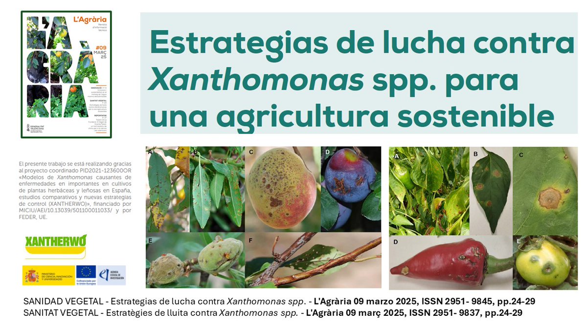 L'Agrària 09.-
 pp. 24-29 #Xanthermo c/ Xanthomonas spp
👉 valencià (ISSN 2951-9837): breu.gva.es/b/1AJ87S 
👉 castellano (ISSN 2951-9845): breu.gva.es/b/W8-K-Pe
🧵