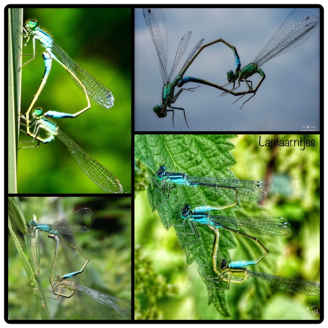 adriana57's tweet image. Vandaag is het #lantaarntje aan de beurt bij #libellente van @libellenJan 
Ik zie ze hier veel ook parend rondvliegen
