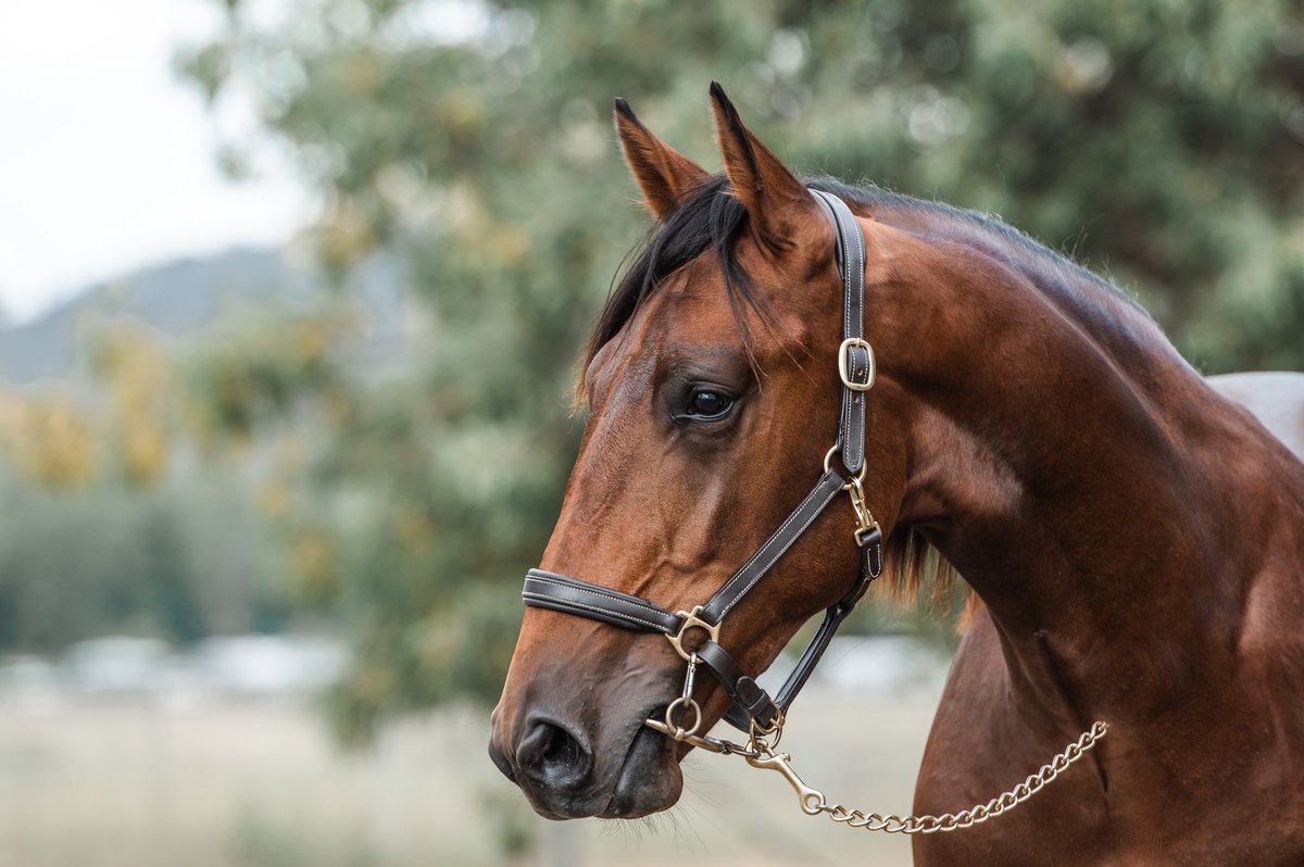 HawkeLissy's tweet photo. Nutrien Sale sale 30th March!
Lot 54A -Capt Midnight  x Onedins Pocketgirl.The family are winners the mare has had 10 foals for 9 to the races and 8 winners.9th foal to the races is a 2yr Old now(Onedins Crusade) &amp; has had 2 starts for 2 thirds! @CobbittyEquine @NutrienEquineSB https://t.co/QgWlV3j7gt