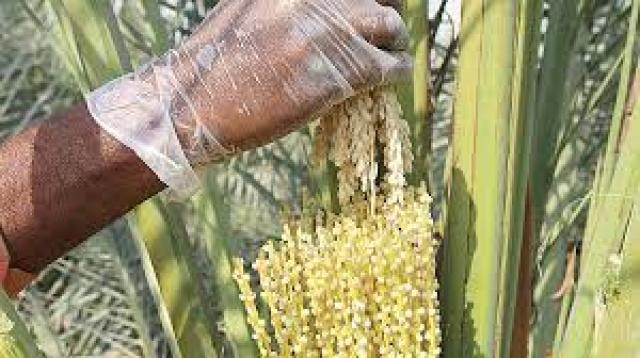 La pollinisation manuelle est la technique la plus utilisée dans la plupart des palmeraies à travers le monde. Une méthode traditionnelle qui consiste au dépôt de façon inversée les épillets des inflorescences mâles à l'intérieur des inflorescences femelles.