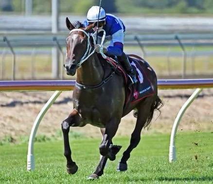 Blandford Bloodstock (@blandfordbldstk) on Twitter photo 🥇LITTLE BLACK DRESS🥇 wins decisively by 2.5L on debut at <a href="/PukekohePark/">Pukekohe Park</a> for <a href="/_GoRacing/">GoRacing</a> & <a href="/marshracing/">Stephen Marsh</a> under Wiremu Pinn 🙌🏼 Many congratulations to connections ⭐️ She was bought from <a href="/inglis_sales/">Inglis</a> Easter from <a href="/ArrowfieldStud/">Arrowfield Stud</a> #AnEyeForSuccess #BlandfordBloodstock 🥇LITTLE BLACK DRESS🥇 wins decisively by 2.5L on debut at <a href="/PukekohePark/">Pukekohe Park</a> for <a href="/_GoRacing/">GoRacing</a> & <a href="/marshracing/">Stephen Marsh</a> under Wiremu Pinn 🙌🏼 Many congratulations to connections ⭐️ She was bought from <a href="/inglis_sales/">Inglis</a> Easter from <a href="/ArrowfieldStud/">Arrowfield Stud</a> #AnEyeForSuccess #BlandfordBloodstock