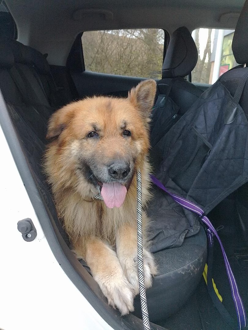 Urgent, please retweet to help Simba  find a rescue shelter space ( name given to him by the kennel) #England South #UK
Found as a stray, now due to be euthanised in a council pound Monday 24 March 2025💔💔💔💔💔
Please retweet so that a rescue shelter with space sees