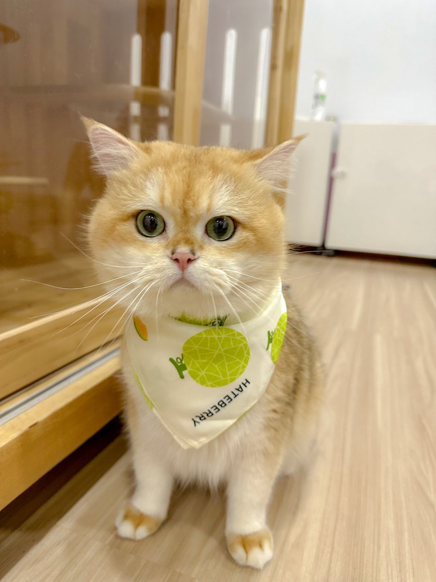 nut_13's tweet image. HATEBERRY Perfume Reed Diffuser
#PerfumeReedDiffuser #ก้านไม้หอมปรับอากาศ #Hateberryscent