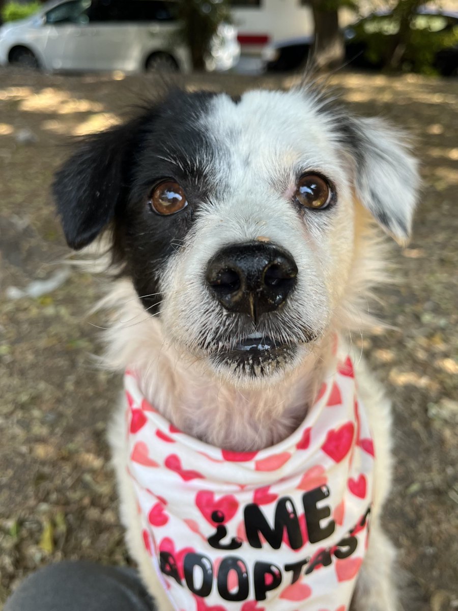 HELA_MORE's tweet photo. Disculpa que te moleste pero necesito una familia 🥺

¿Me adoptas? 🤍

Soy Estrella y estoy en busca de un hogar.
Estoy en CDMX. https://t.co/IMAc8NEvEj