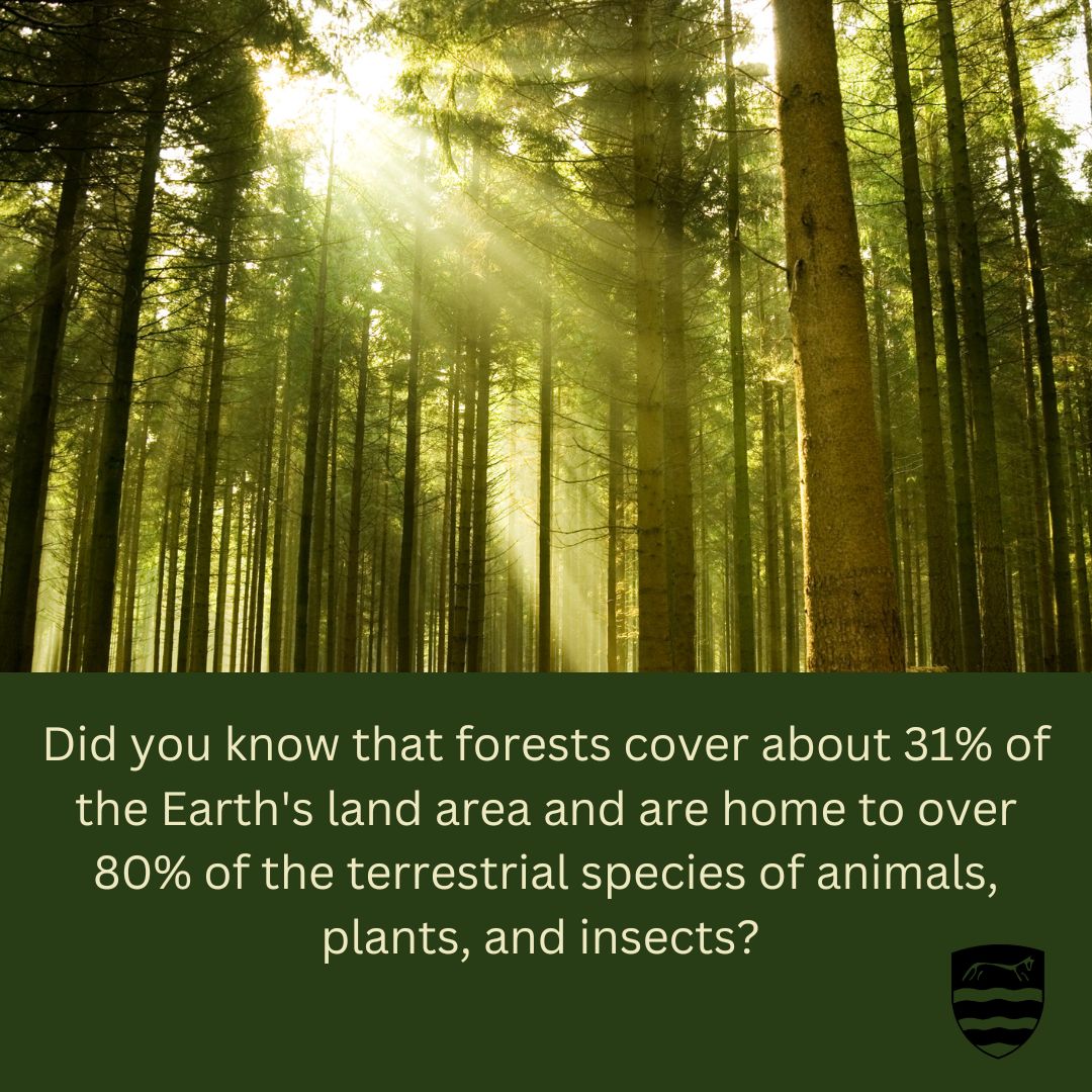 watch_primary's tweet photo. 🌳🌲 Happy International Day of Forests! 🌲🌳 

Let's soar to new heights and plant the seeds for a greener future! 

🌱✨ Join us in celebrating the lungs of our planet by planting a tree, taking a forest walk, or simply appreciating the beauty of nature. 🌍💚 https://t.co/cwMIYz2qJD