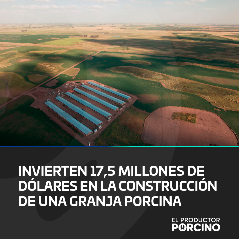 En el marco de ExpoAgro 2025, la compañía Mirgor Agro, que abarca varios sectores dentro de la industria argentina. anunció la construcción de nuevos galpones destinados al engorde de cerdos, una inversión estratégica que permitirá agregar valor a las...

elproductorporcino.com/blog/news/invi…