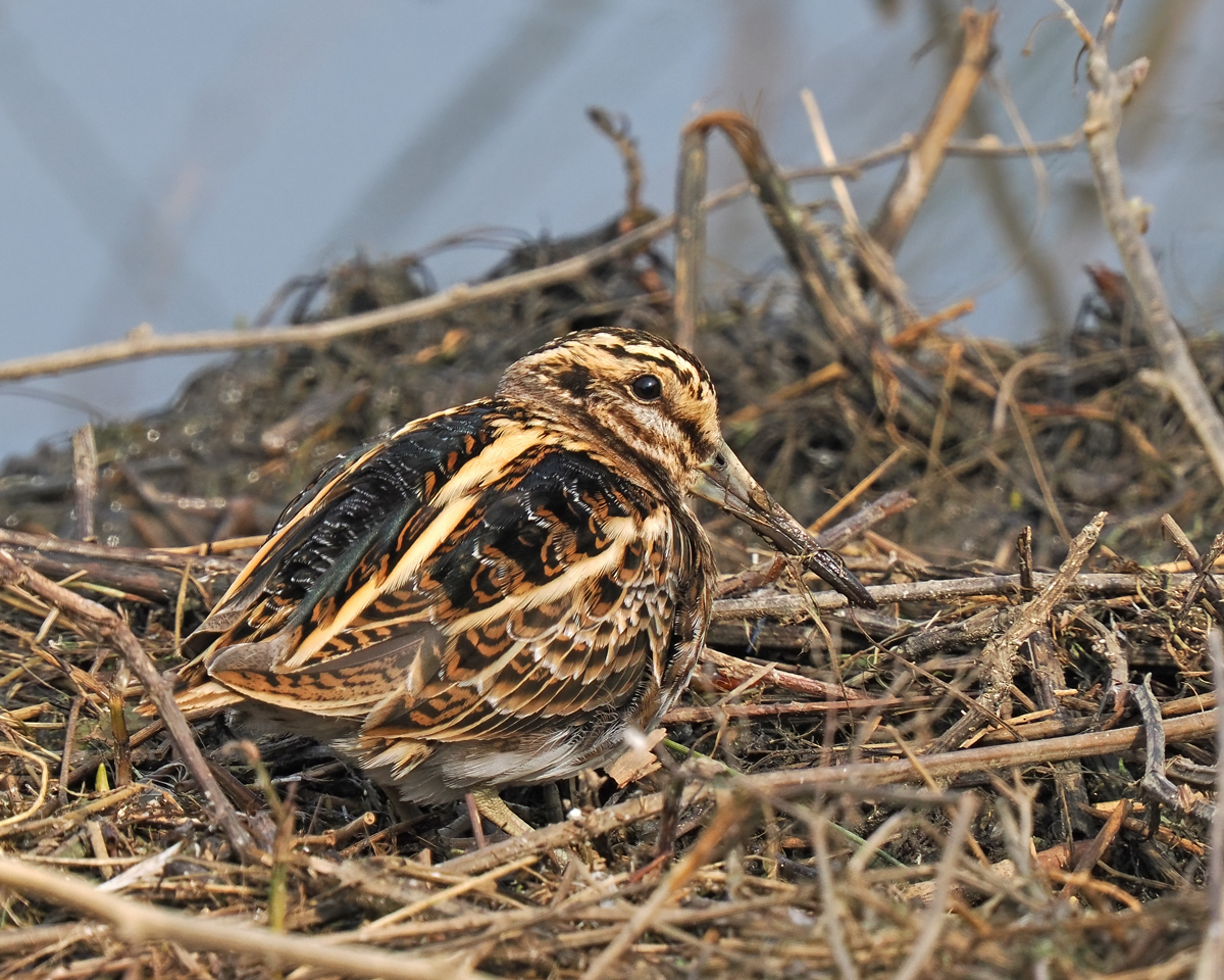 Christopher Bill tweet media