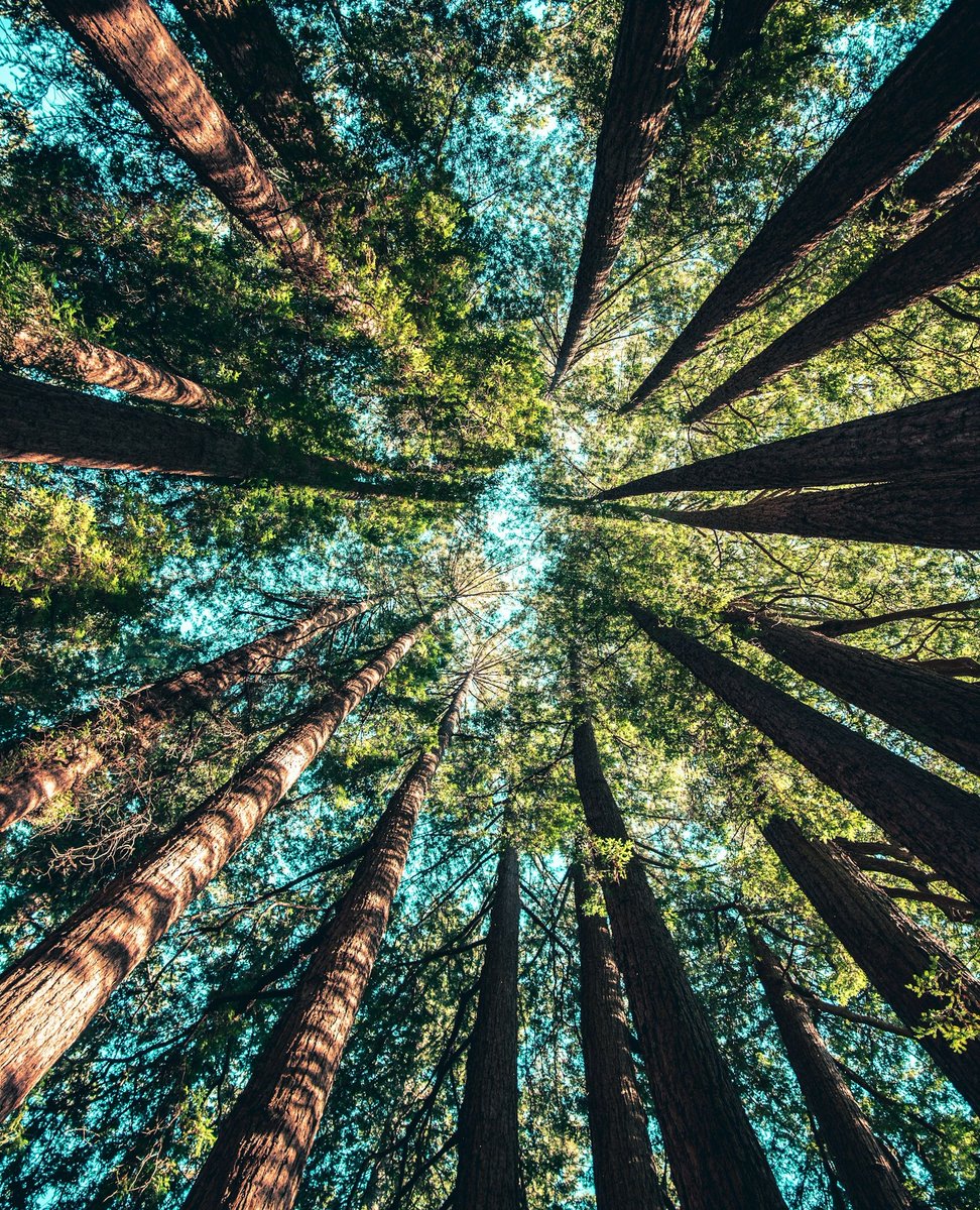 Forests provide food, shelter, and countless environmental benefits. Celebrate #InternationalDayofForests with 15% off Bios Urn® and Bios Urn Pets®.

Use code FORESTDAY at checkout. Offer valid from March 21–23.

#BackToNature

📸 Casey Horner / Unsplash